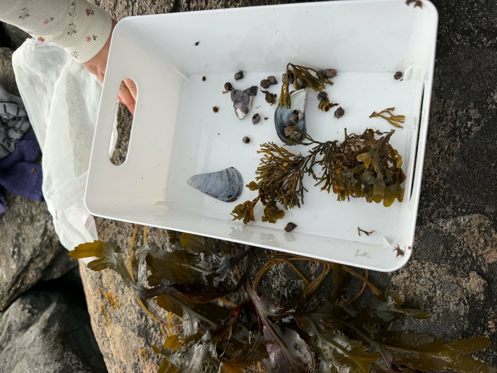 Sorting tray on the rocks with wracks, periwinkles and a limpet