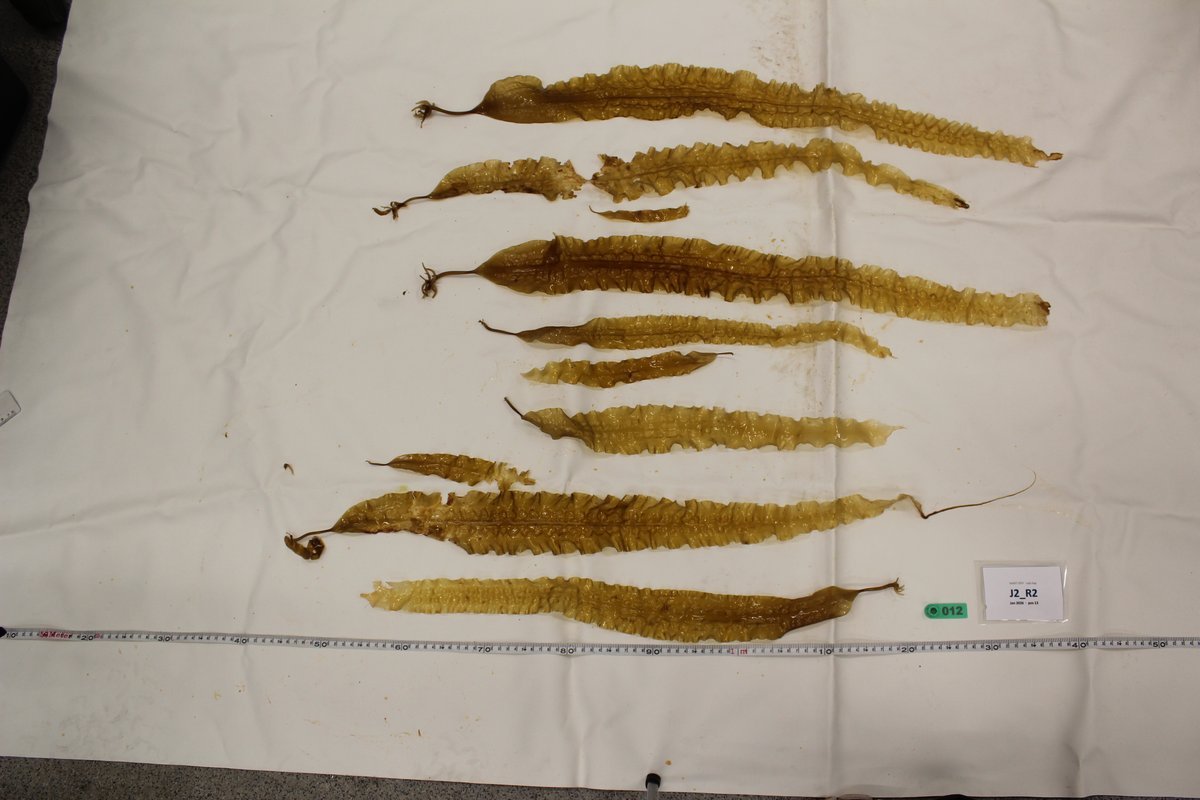Harvested Saccharina latissima blades