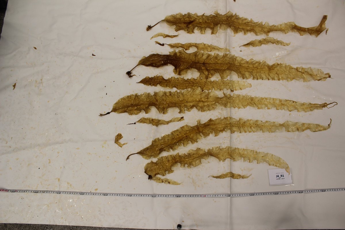 Harvested Saccharina blades